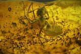 Fossil Cicada Larva and Ant In Baltic Amber #207495-3